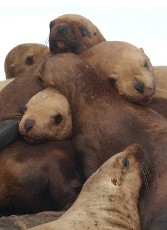 Steller Sea Lions Rebound Off Endangered List | Eco Books 4 Kids