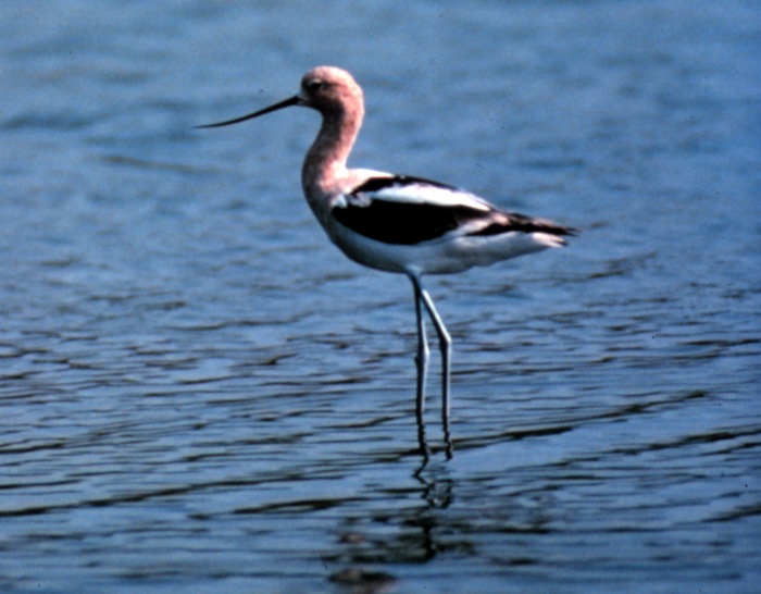 avocet.jpg