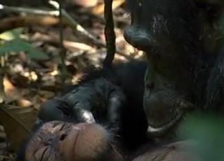 Chimp orphan Disney Nature film