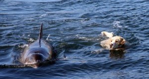 dolphin and dog on their daily swim