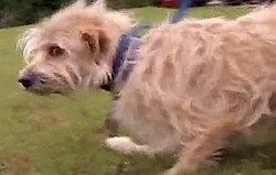 dog crawls home after tornado