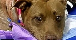 pit bull hero pulls lady from train