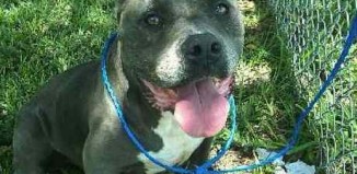 pit bull returned BringSmokeHome-Facebook