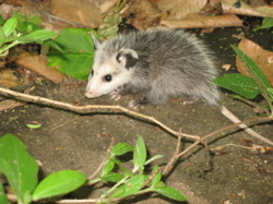 baby_possum