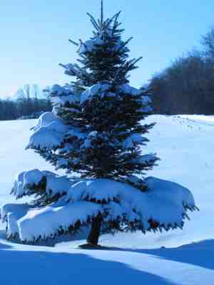 snowy-tree-mequon.jpg