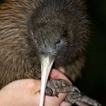 kiwi.jpg