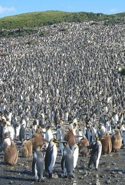 penguin-colony-kings-gnu.jpg