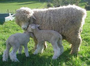 lambs-romney-shiquolt-nz