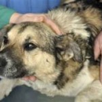 polish-rescued-dog.jpg