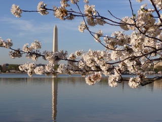 Washington Monument with cherry blossoms-geri