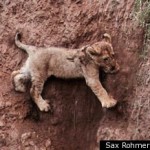 LION CUB RESCUE via Sax Rohmer Ltd