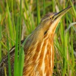 American Bittern - Cornell Ornithology lab photo