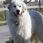 Great Pyrenees dog, photo by Mike Baird via Flickr - cc