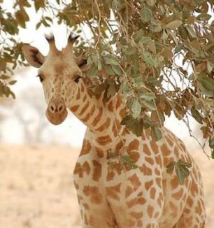 Rare Wild Giraffe Population Makes A Comeback - Good News Network