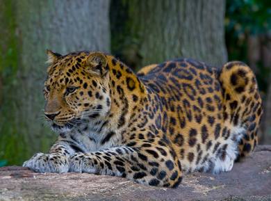 Leopard - Wikipedia