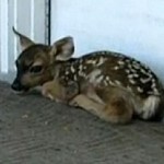 fawn on doorstep-YouTube