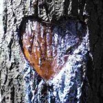 tree carving of heart -Photo by Ohioandy via Morguefile