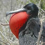 Frigatebird-Aquaimages-CC