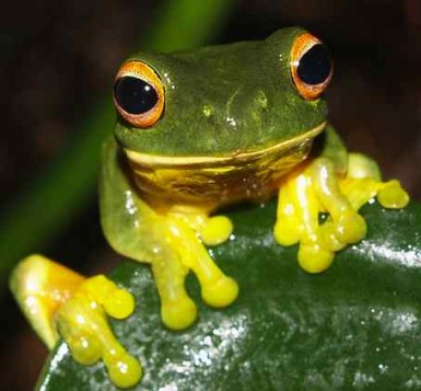 How You Can Help Protect Endangered Frogs - Good News Network