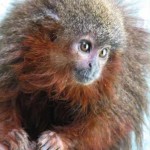 purring Caqueta titi monkey -WWF-Javier Garcia