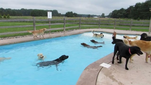 Before City Pool Closes for the Year, They Let All the Dogs Go for Swim