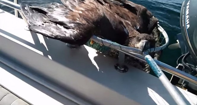 Fisherman Rescues Exhausted Eagle in Amazing Video - Good News Network