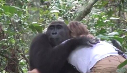 Wild Gorillas Reunited With Little Girl Recognize Her as an Adult ...