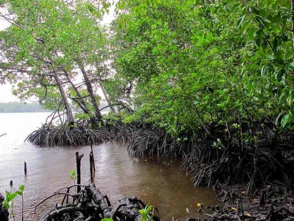 A Decade After Asian Tsunami, New Forests Protect the Coast - Good News ...