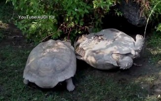 Smart Tortoise Turns Upside-Down Friend Back On His Feet - Good News ...