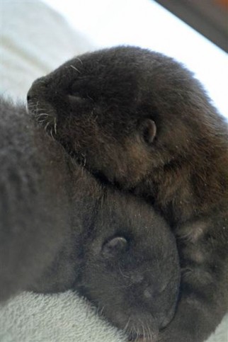 (Photos) Meet Two Adorable Baby Otters Named 'Monterey' and 'Jack ...