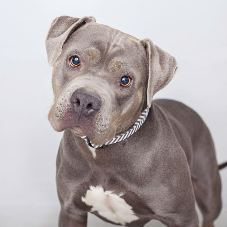 pitbull with down syndrome
