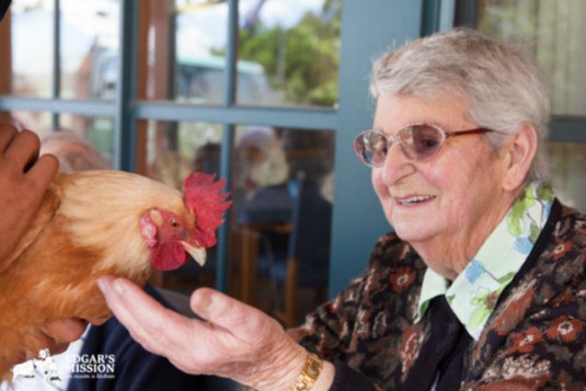 Seniors Get a Lift When Farm Animals Come to Visit