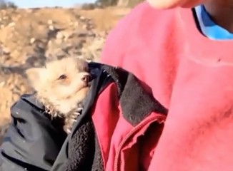 Watch This Sweet Injured Baby Fox Get Rescued in the Wild - Good News ...