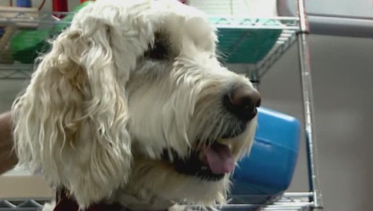 Three-Legged Goldendoodle That Cheated Death Now Changes Lives - Good ...