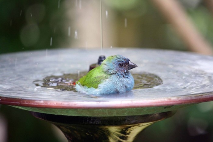 Watching Birds Near Your Home is Good For Your Mental Health