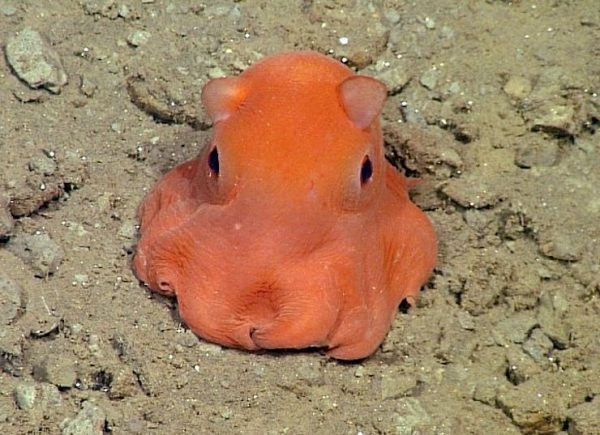 Scientist Wants to Name This Cute Octopus Species ‘Adorabilis’