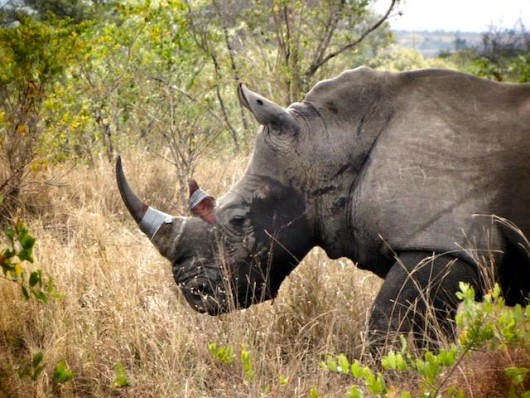 Rhino Horns Get Pink Dye Injected to Ward off Poachers