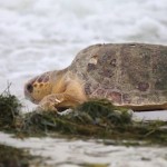 loggerhead turtle FB video Karen Riley-Love