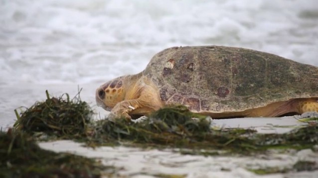 After Year of Rehab, Sea Turtle Returns to the Ocean Under a Rainbow