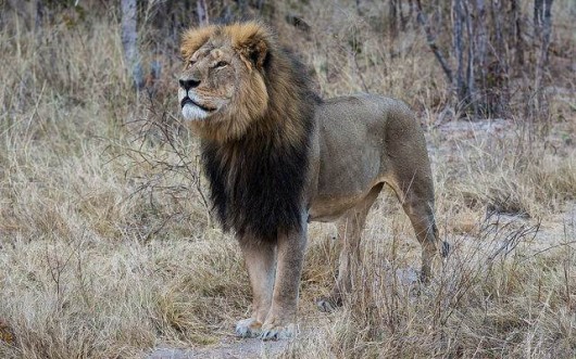 Trophy-Hunted Lion's Tragedy Leads to Animal Rights Triumphs