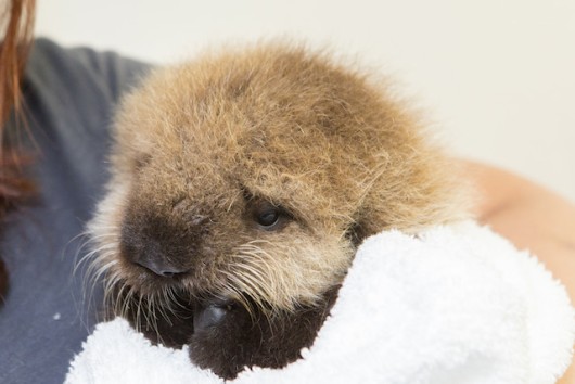 Baby Otter Learns How to be an Otter From Expert Humans