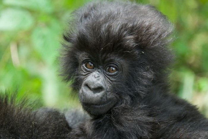 24 New Baby Gorillas Bring Hope for the Species – and Adorable Photos!