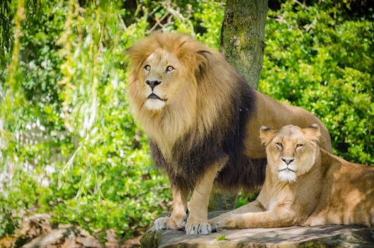 African Lions Granted Protection Under New American Law That Limits ...