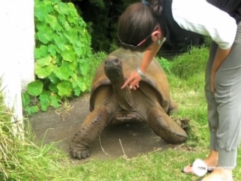 World’s Oldest Tortoise is Revived by New, Healthier Diet at 183-Yrs ...