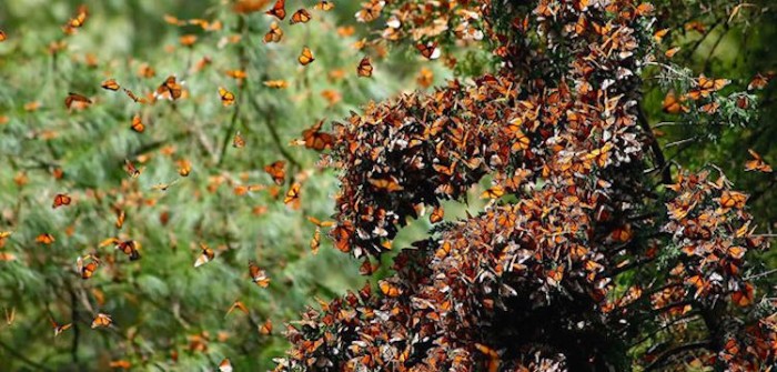 Monarch Butterfly Population More Than Triples Over Last Year - Good ...