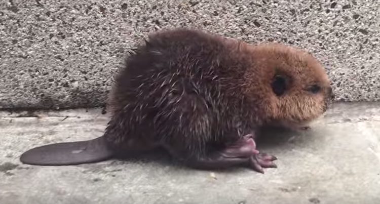 baby beaver tail