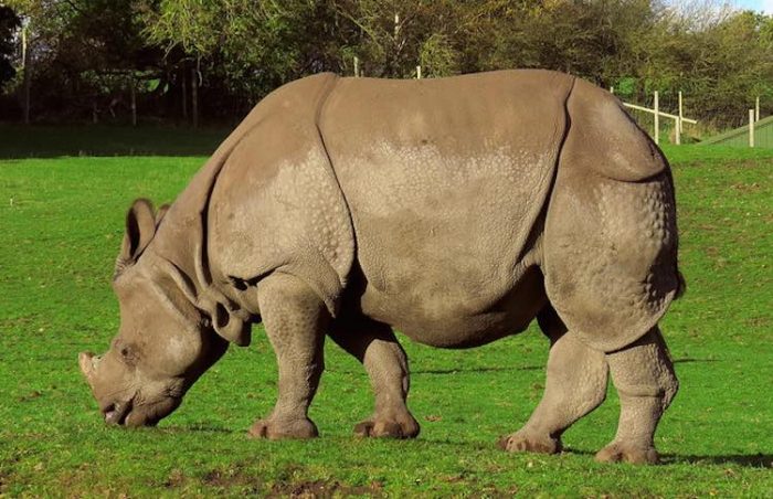 Nepal Celebrates Second Year of Zero Rhino Poaching - Good News Network