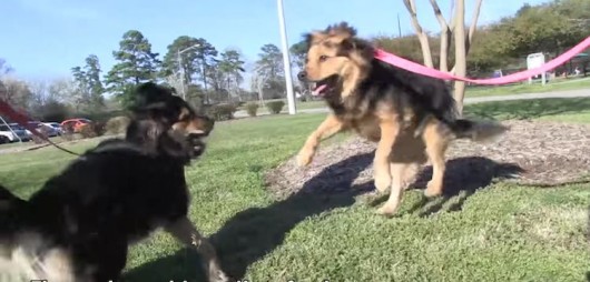 They Survived Together, Now Watch 2 Dogs Reunite a Year After Their ...