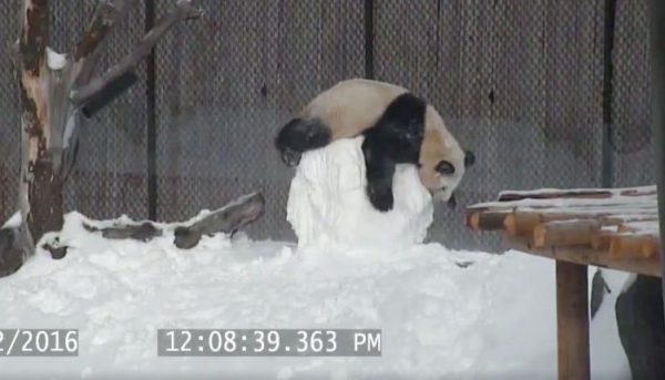 Watch Adorably Determined Panda Wrestle Defiant Winter Snowman - Good ...