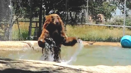 Cute 3-legged Bear Splashes In His Pool To Beat The Heat - Good News 